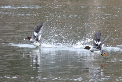 Wings on Water