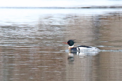 Bird by Itself