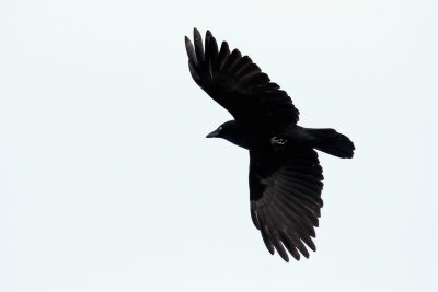 Crow in the Cold