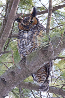 Hoot Goes There