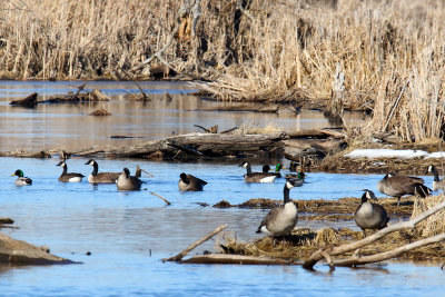 Back in Brewster Creek