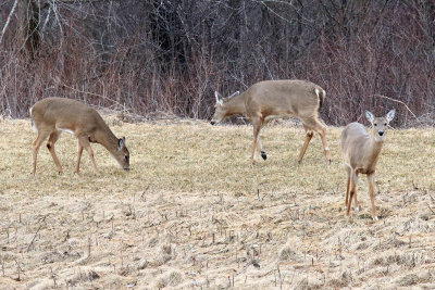 Foraging for Food