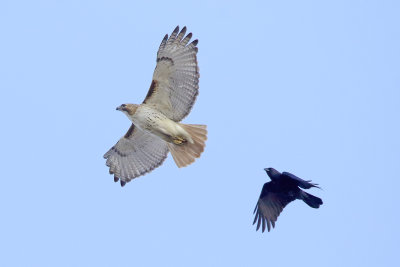 Chased by a Crow