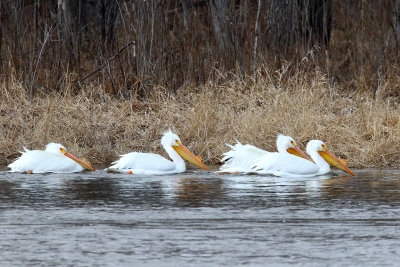 Breeding Birds