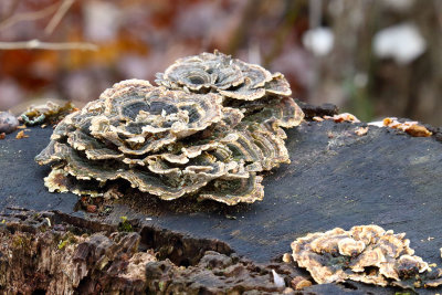 Fungal Bouquet 