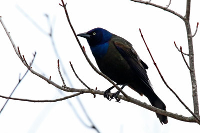 Blackbird on a Branch