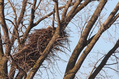 Big Nest, Big Bird