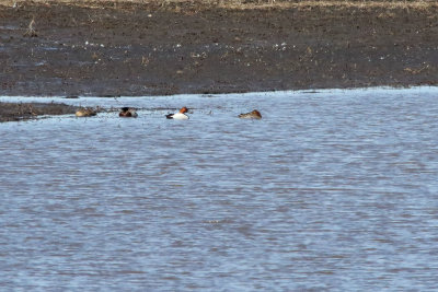 Meeting with the Mallards