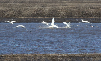 Squabbling Swans