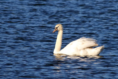 Swan on the Fox