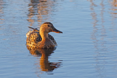 Late Day Duck