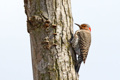 Breaking Bark