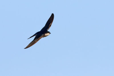 Swift in Flight