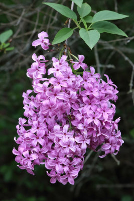 Lilac Lavender