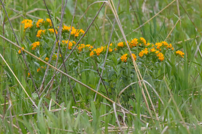 Puccoon Popping Up