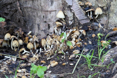 Fungus Garden