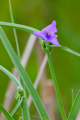 Purple Bloom