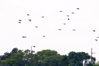 Cast of Cormorants 