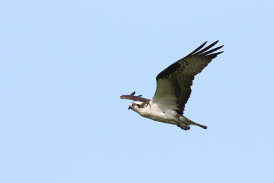 Osprey on the Wing