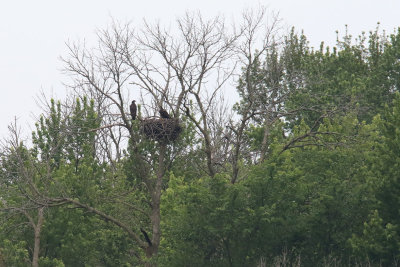 Nearing Flight