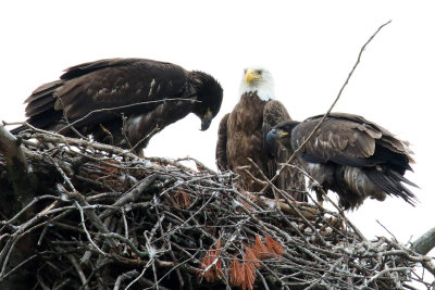 Entertaining the Eaglets