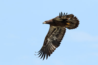 Eaglet Free of the Nest