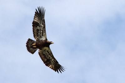 Soaring the Sky