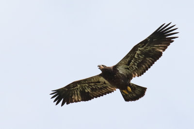 Width of the Wings