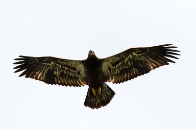 Eaglet Overhead