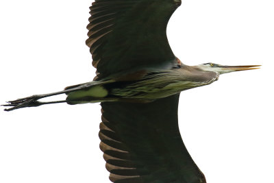 Heron Overhead