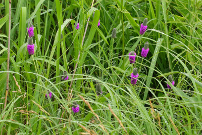 Purple in the Prairie