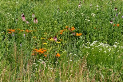 Prairie in the Sun