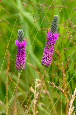 Prairie in Purple