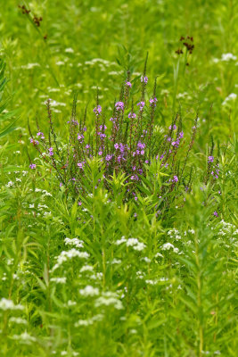 Prairie Blues