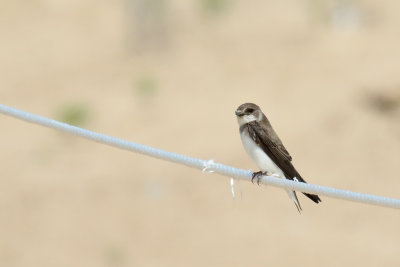Bird on a Rope