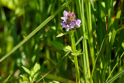 July Bloom