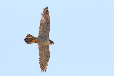 Falcon Flyby