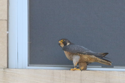 Falcon at the Window