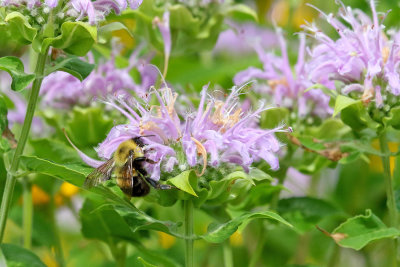 Bee on a Bloom 