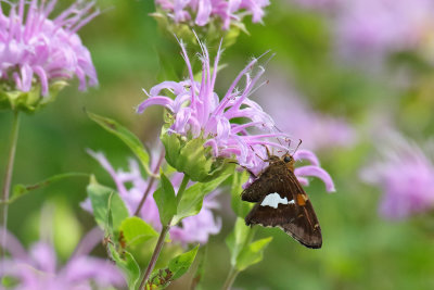 Butterfly Buffet