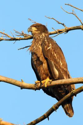 Eaglet in the Sun