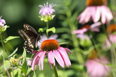 Feasting on Flowers