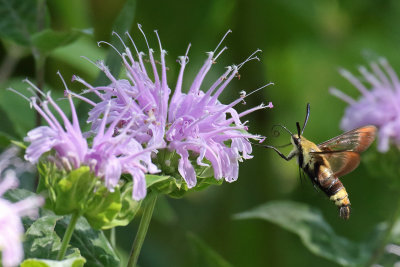 Not a Bee on Bee Balm