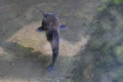 A Stubborn Fish