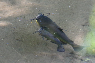 Two in a Tributary