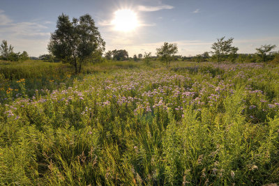 An August Prairie