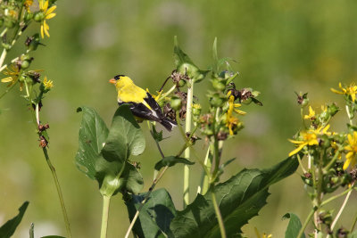 Seed Snatcher