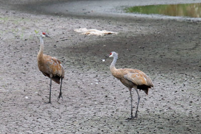Couple of Cranes 