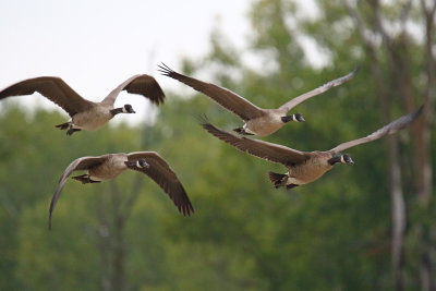 Geese Going