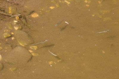 Fingerlings in the Fox